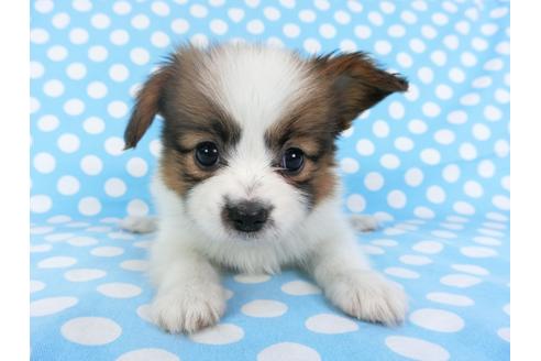 成約済の千葉県のパピヨン-95999の1枚目