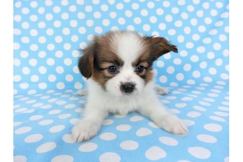 成約済の千葉県のパピヨン-95999の4枚目