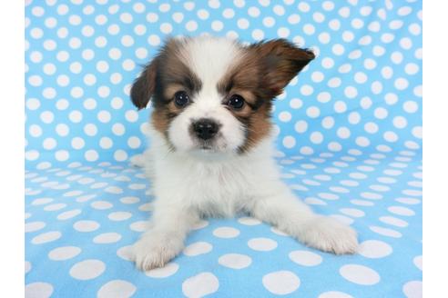 成約済の千葉県のパピヨン-95999の3枚目