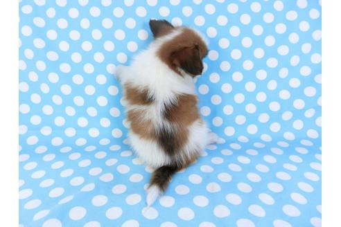 成約済の千葉県のパピヨン-95999の2枚目