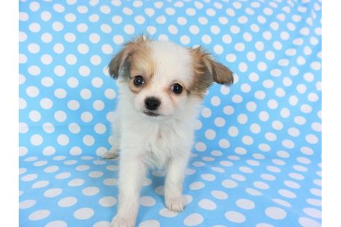 成約済の千葉県のパピヨン-96029の16枚目