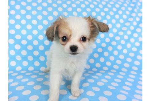 成約済の千葉県のパピヨン-96029の15枚目