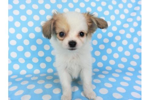 成約済の千葉県のパピヨン-96029の14枚目