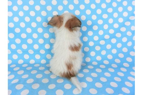 成約済の千葉県のパピヨン-96029の13枚目