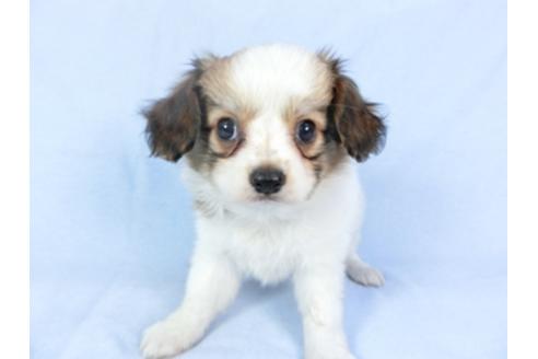 成約済の千葉県のパピヨン-95990の12枚目