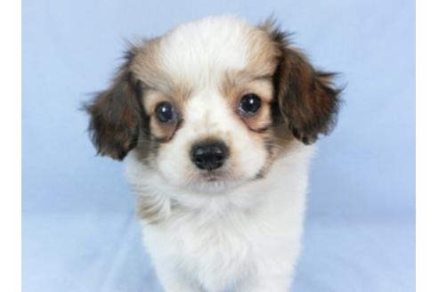 成約済の千葉県のパピヨン-95990の11枚目