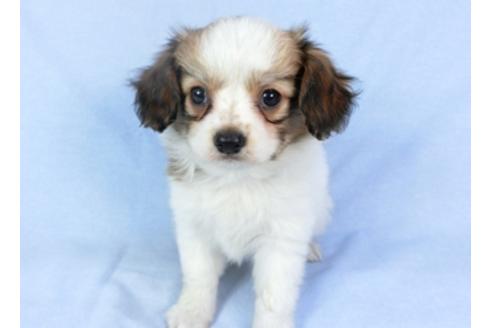 成約済の千葉県のパピヨン-95990の10枚目