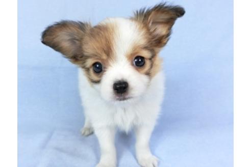 成約済の千葉県のパピヨン-95624の8枚目