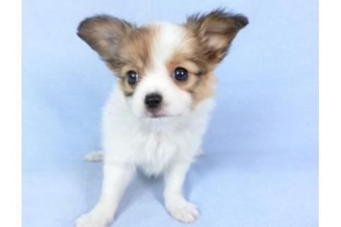 成約済の千葉県のパピヨン-95624の7枚目