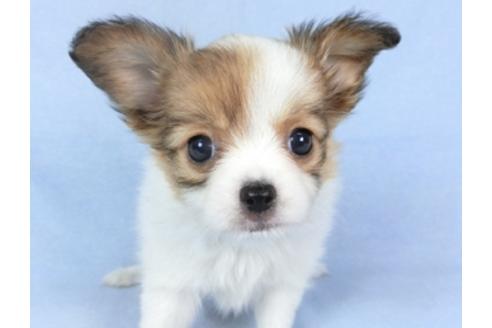 成約済の千葉県のパピヨン-95624の6枚目