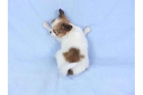 成約済の千葉県のパピヨン-95624の5枚目