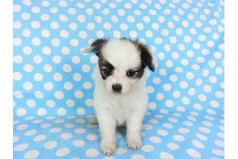 成約済の千葉県のパピヨン-96822