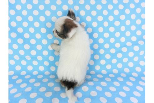 成約済の千葉県のパピヨン-96822の2枚目