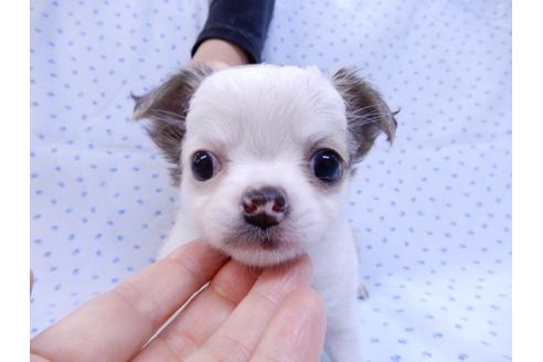 成約済の千葉県のチワワ(ロングコート)-97242の8枚目