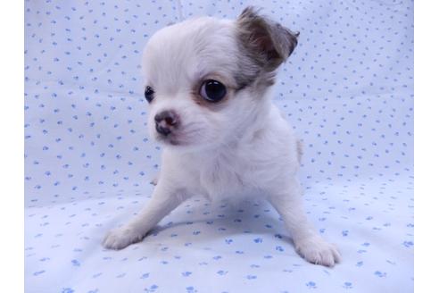 成約済の千葉県のチワワ(ロングコート)-97242の7枚目