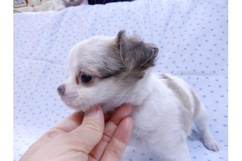 成約済の千葉県のチワワ(ロングコート)-97242の6枚目