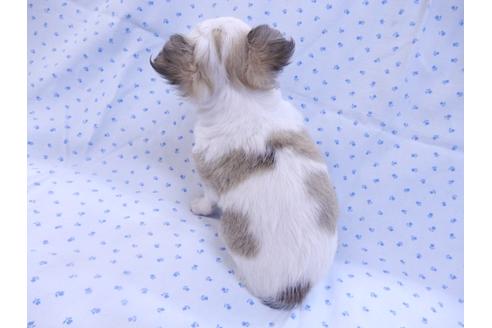 成約済の千葉県のチワワ(ロングコート)-97242の5枚目