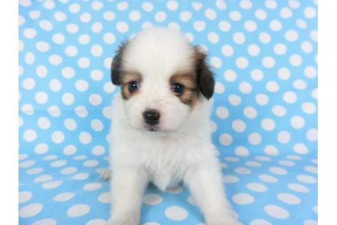 成約済の千葉県のパピヨン-97243の1枚目