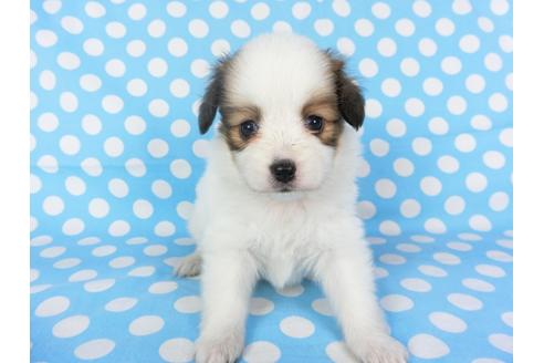 成約済の千葉県のパピヨン-97243の4枚目