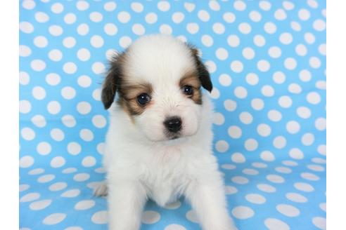 成約済の千葉県のパピヨン-97243の3枚目