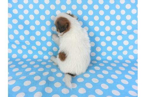 成約済の千葉県のパピヨン-97243の2枚目