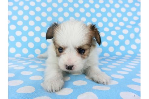 成約済の千葉県のパピヨン-97244