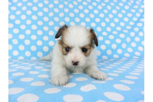 成約済の千葉県のパピヨン-97244の4枚目