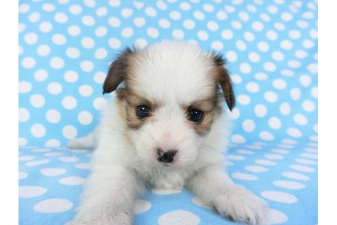 成約済の千葉県のパピヨン-97244の3枚目