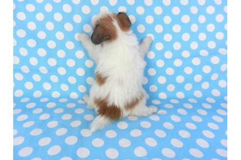 成約済の千葉県のパピヨン-97244の2枚目