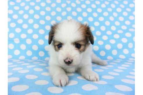 成約済の千葉県のパピヨン-97246