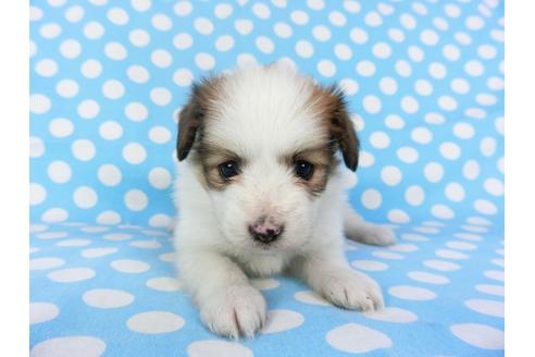 成約済の千葉県のパピヨン-97246の4枚目