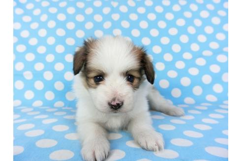 成約済の千葉県のパピヨン-97246の3枚目