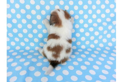 成約済の千葉県のパピヨン-97246の2枚目