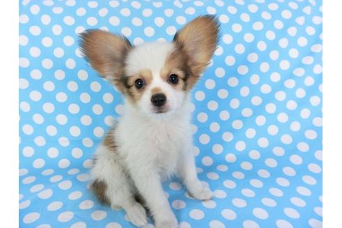 成約済の千葉県のパピヨン-97247