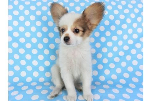 成約済の千葉県のパピヨン-97247の3枚目