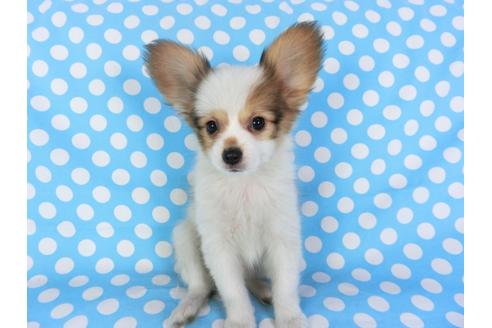 成約済の千葉県のパピヨン-97247の2枚目