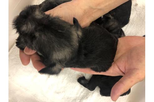 成約済の愛知県のミニチュアシュナウザー-95658の4枚目