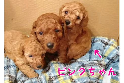 成約済の北海道のトイプードル-97281の1枚目