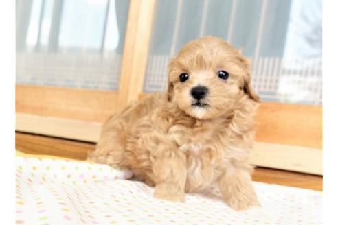 成約済の熊本県のマルプー:マルチーズ×トイプードル-97066の5枚目