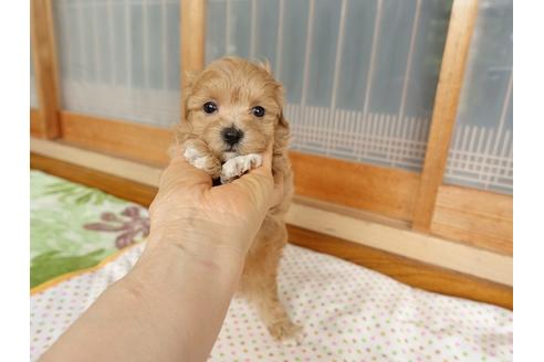 成約済の熊本県のマルプー:マルチーズ×トイプードル-97066の4枚目