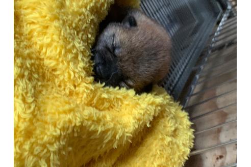 成約済の広島県の柴犬-97311の1枚目