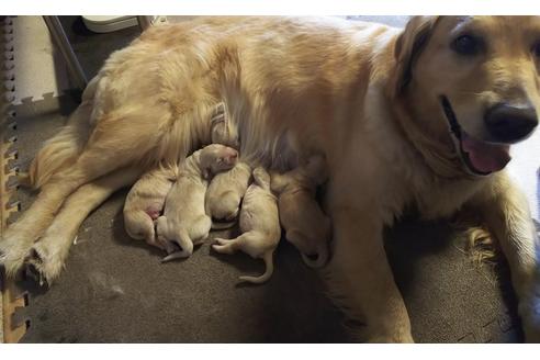 成約済の静岡県のゴールデンレトリーバー-97319の2枚目