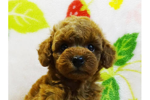 成約済の千葉県のティーカッププードル-97323