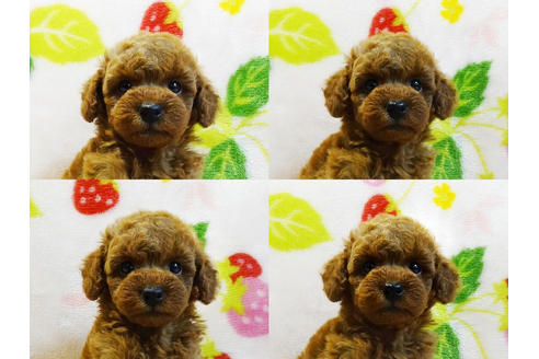 成約済の千葉県のティーカッププードル-97323の6枚目