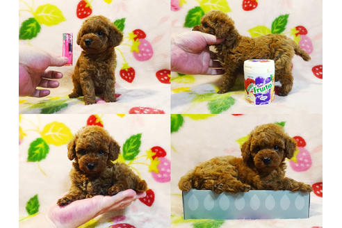 成約済の千葉県のティーカッププードル-97323の5枚目