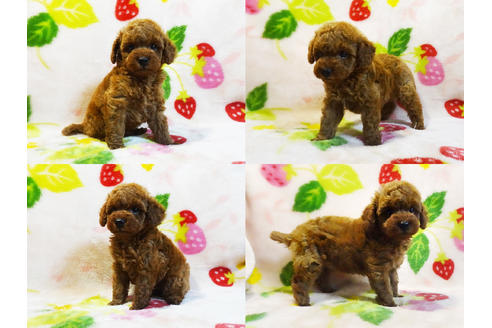 成約済の千葉県のティーカッププードル-97323の3枚目