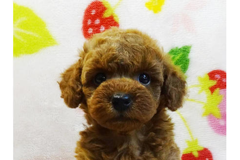 成約済の千葉県のティーカッププードル-97323の2枚目