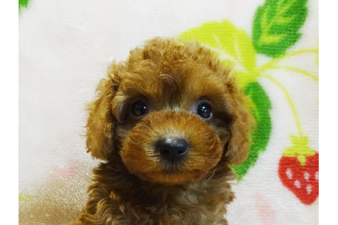 成約済の千葉県のティーカッププードル-97324