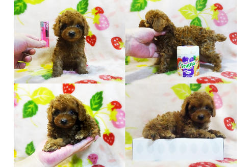 成約済の千葉県のティーカッププードル-97324の5枚目
