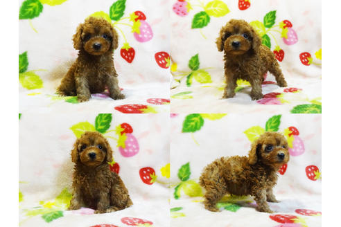 成約済の千葉県のティーカッププードル-97324の3枚目